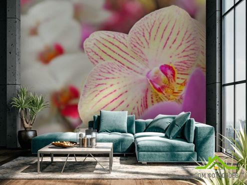 выбрать Фотошпалери Орхідеї в цяточку Фотошпалери Квіти на стіну
