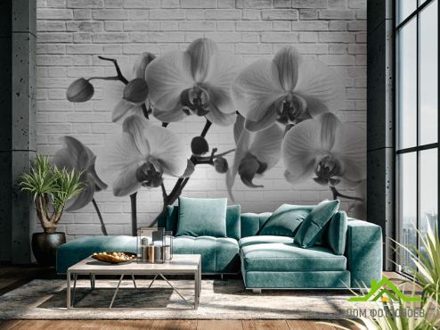 выбрать Фотообои Орхидея Фотообои, цвет: «черно-белый» на стену