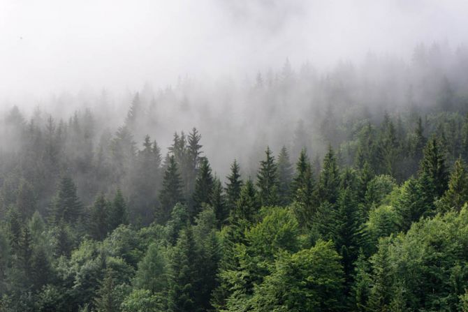 Фотошпалери туман і ліс