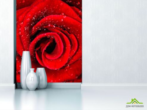 выбрать Фотошпалери Роза червона в росі Червоні фотошпалери на стіну