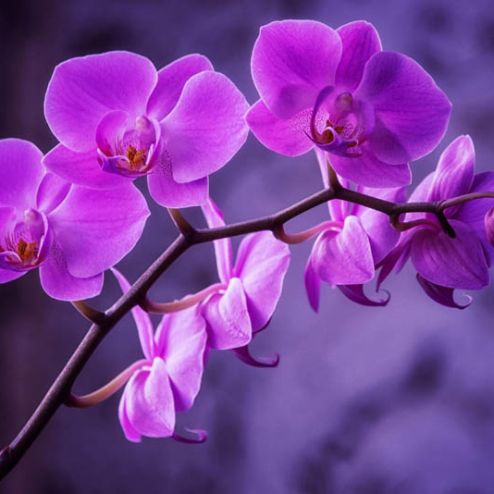 выбрать Фотообои орхидея Фиолетовые фотообои на стену