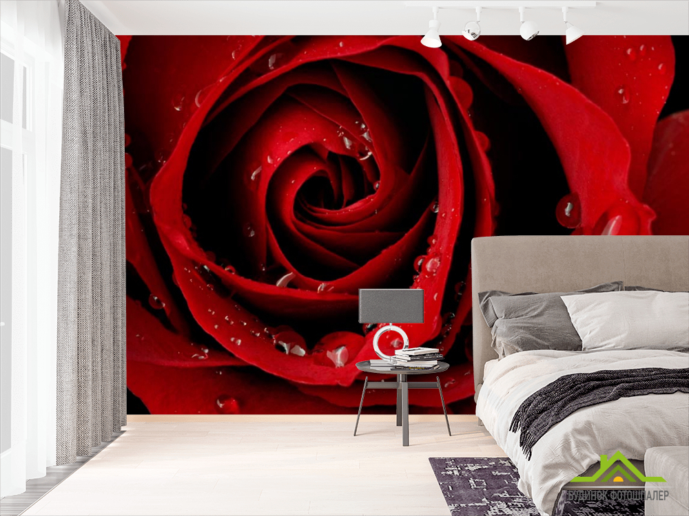 Фотообои Алая роза и роса