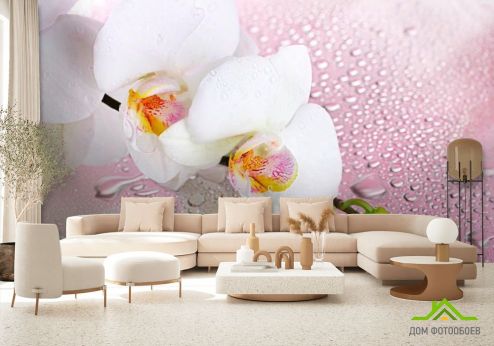 выбрать Фотошпалери Дві білі орхідеї Рожеві фотошпалери на стіну