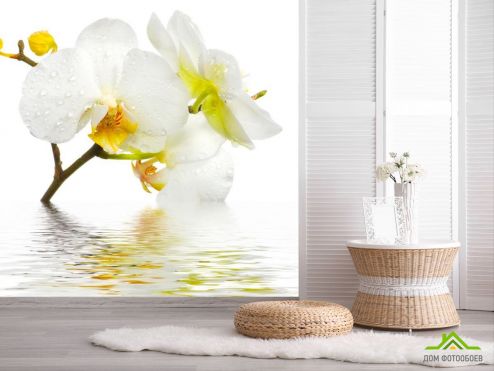 выбрать Фотообои Белоснежная орхидея в воде Фотообои Фотообои Цветы: квадратная ориентация на стену