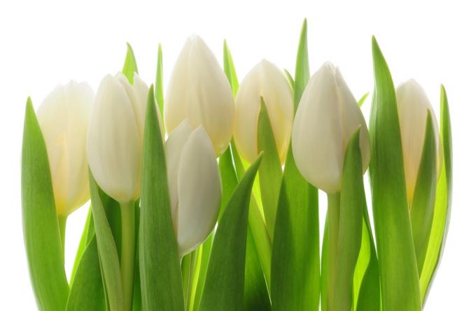 Фотообои белые тюльпаны