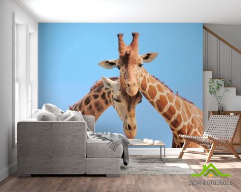 выбрать Фотообои Две жирафы Фотообои Фотообои Животные: горизонталная, горизонтальная, голубой ориентация на стену