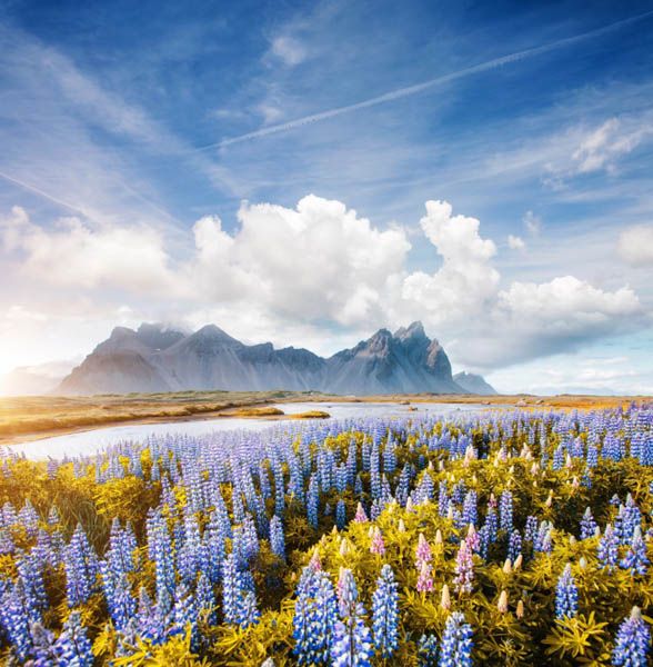 Фотошпалери Квіткова галявина в горах