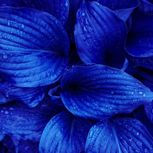 выбрать Фотообои синие листья Синие фотообои на стену