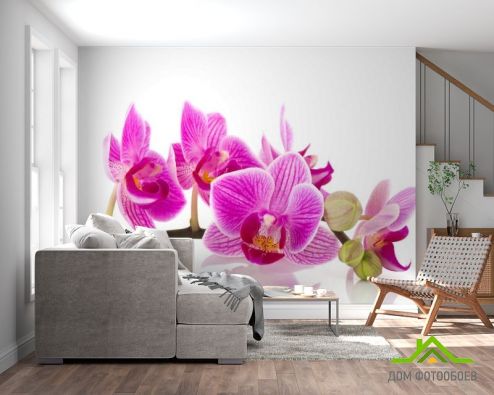 выбрать Фотообои розовая орхидея на белом фоне Фотообои, цвет: «горизонталная, горизонтальная» на стену