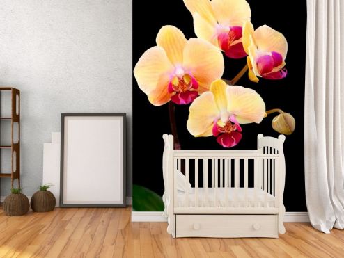 выбрать Фотообои Кремово-бежевые орхидеи Черные фотообои на стену