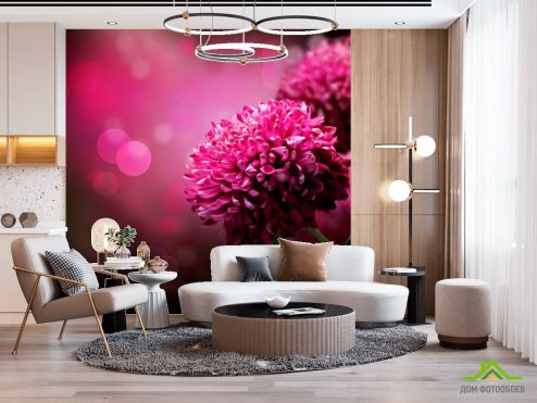 выбрать Фотошпалери Малинові хризантеми Фотошпалери Квіти на стіну