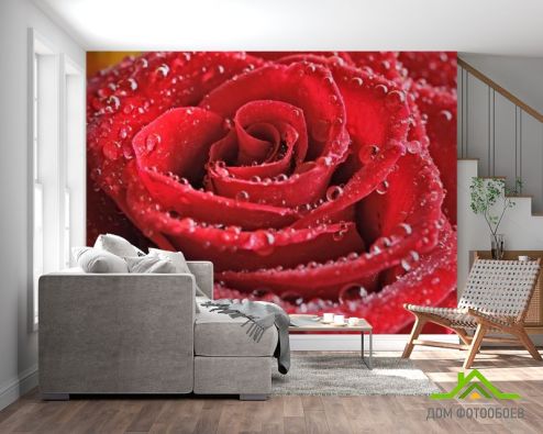 выбрать Фотообои красная роза с каплями Фотообои Фотообои Цветы: горизонталная, горизонтальная ориентация на стену