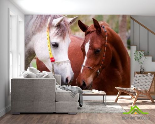 выбрать Фотообои Пара коней Фотообои Фотообои Животные: Лошади, горизонталная, горизонтальная на стену
