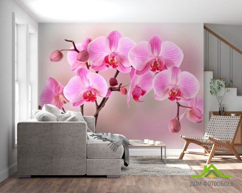 выбрать Фотообои Орхидеи розовых тонов Розовые фотообои на стену