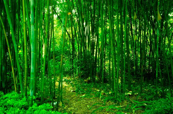 Фотошпалери Молодий бамбук