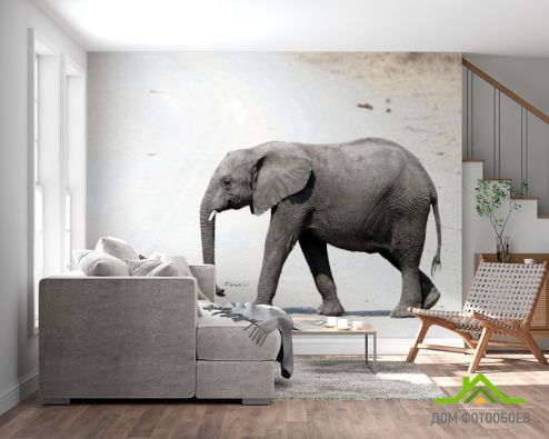 выбрать Фотообои Слон в пустыне Фотообои Слоны на стену