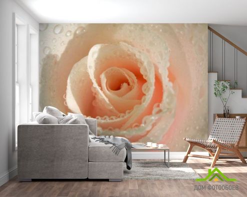 выбрать Фотообои Кремовая роза и роса Фотообои, цвет: «бежевый, горизонталная, горизонтальная» на стену