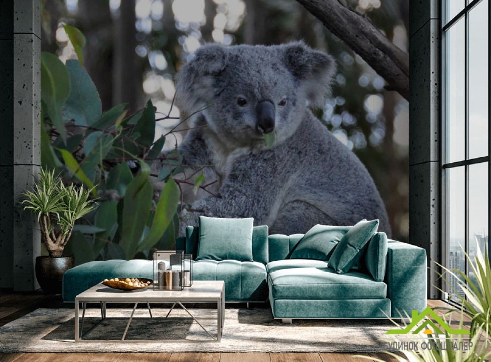выбрать Фотообои Коала Каталог фотообоев на стену