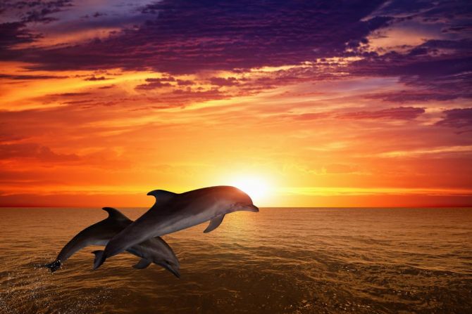 Фотообои Дельфины, море и закат
