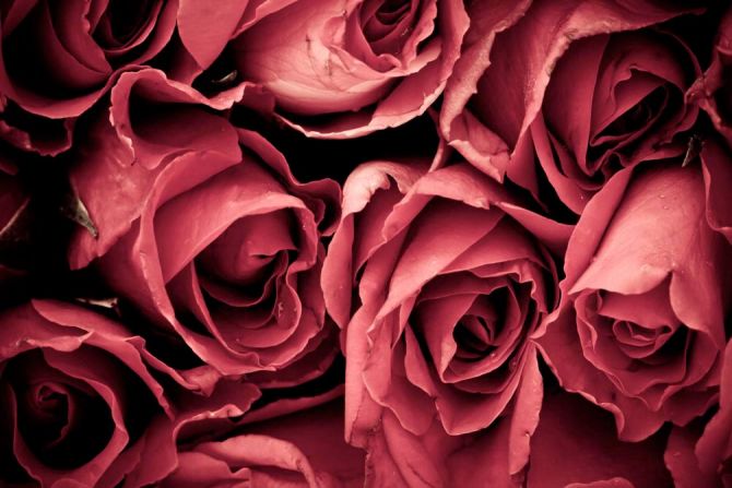 Фотообои Красные розы