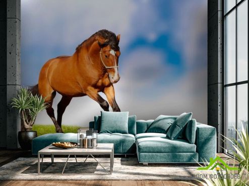 выбрать Фотообои Гарцующий конь Фотообои Фотообои Животные: горизонталная, горизонтальная, фото ориентация на стену