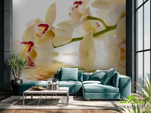 выбрать Фотообои Кремовые орхидеи в воде Фотообои Орхидеи на стену