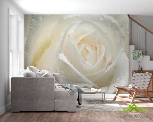 выбрать Фотообои Роза белая крупным планом Фотообои Цветы на стену
