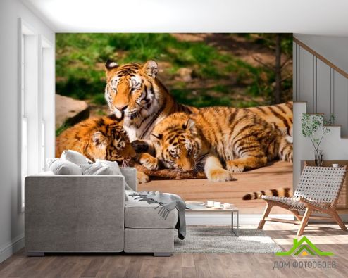 выбрать Фотообои Семья тигров Фотообои Фотообои Животные: горизонталная, горизонтальная, фото ориентация на стену