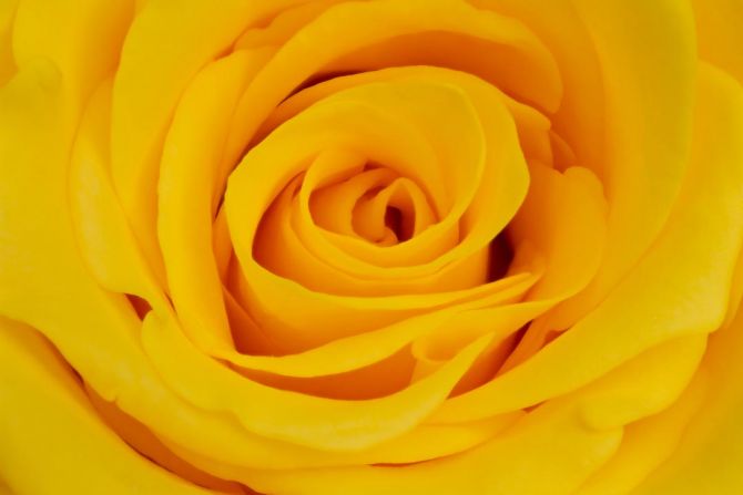 Фотообои желтая роза