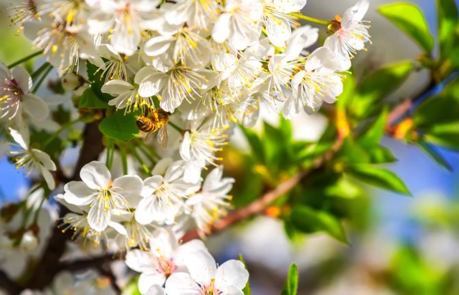 Фотообои пчела на цветочках