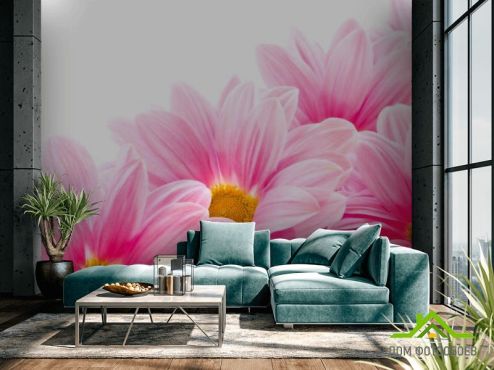 выбрать Фотообои Ромашки розовые Фотообои Цветы на стену