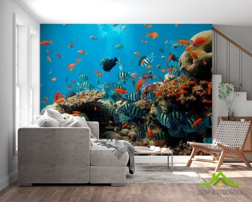 выбрать Фотообои Рыбки в коралловых рифах Голубые фотообои на стену