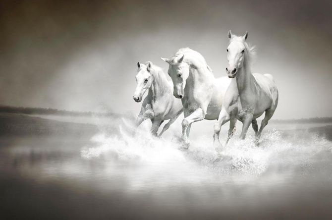 Фотошпалери Білі коні