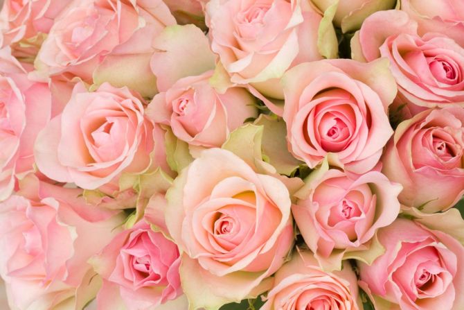 Фотошпалери букет рожевих троянд