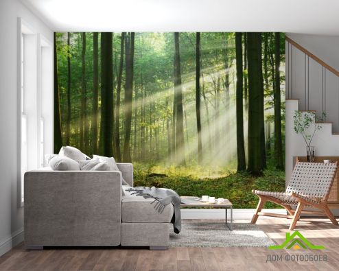 выбрать Фотообои солнечные лучи в лесу Фотообои, цвет: «горизонталная, горизонтальная» на стену