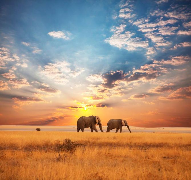 Фотошпалери Слони на заході
