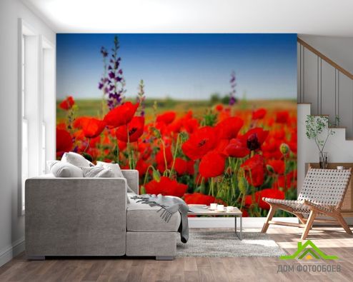 выбрать Фотообои Маковое красное поле Фотообои Фотообои Цветы: фото  на стену