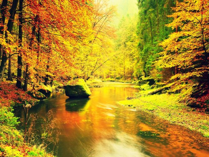 Фотообои желтый осенний лес