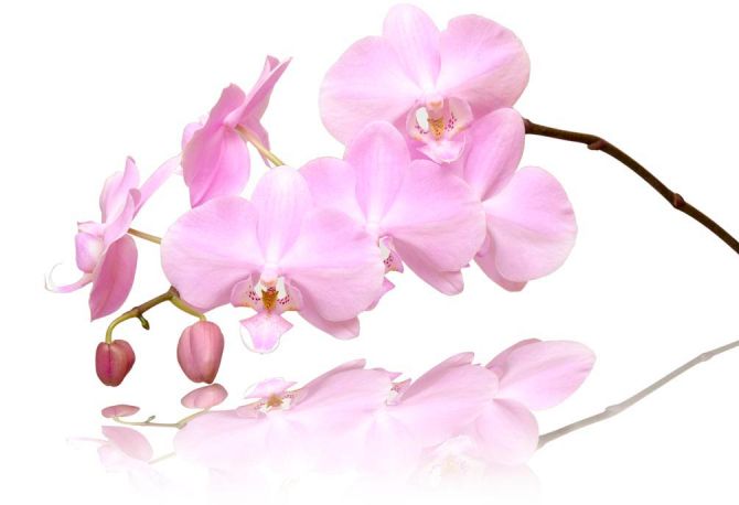 Фотообои Розово-белые орхидеи