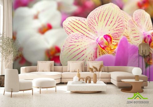 выбрать Фотообои Орхидеи в крапинку Фотообои Фотообои Орхидеи: фото  на стену