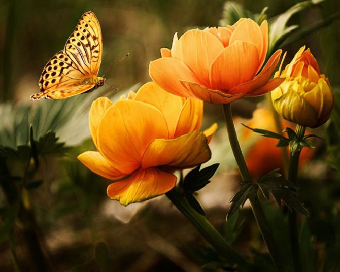 Фотообои бабочка на цветах