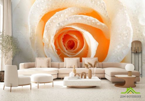 выбрать Фотообои Роза кремовая макро-съемка Фотообои Цветы на стену