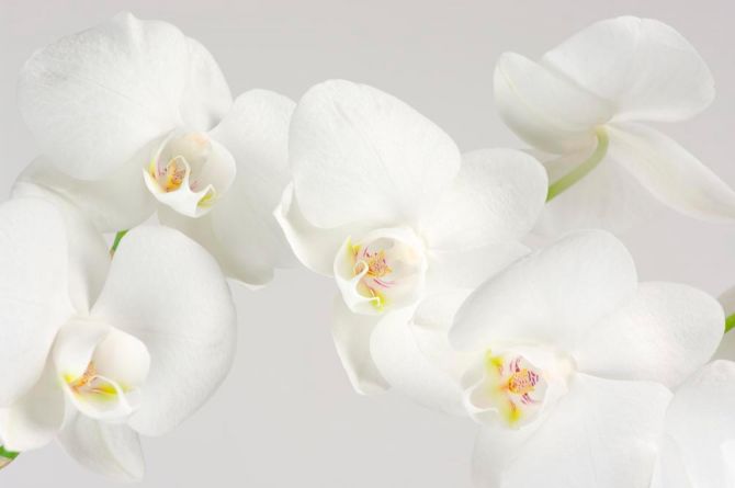 Фотошпалери Орхідеї білосніжні цвітуть