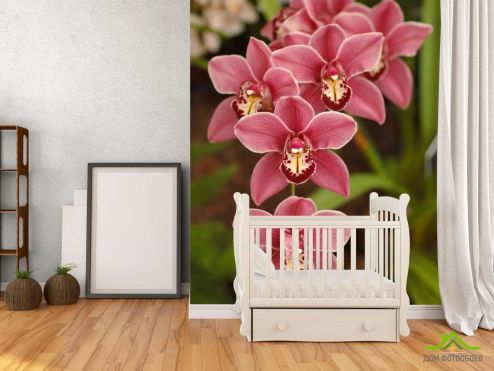 выбрать Фотошпалери Рожеві орхідеї Фотошпалери Фотошпалери Квіти: вертикальна орієнтація на стіну
