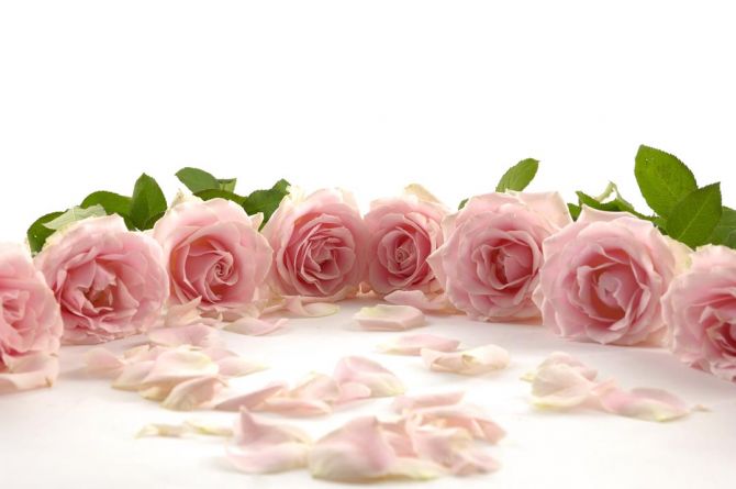 Фотообои розовые розы по кругу