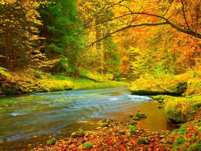 Фотошпалери яскравий осінній ліс
