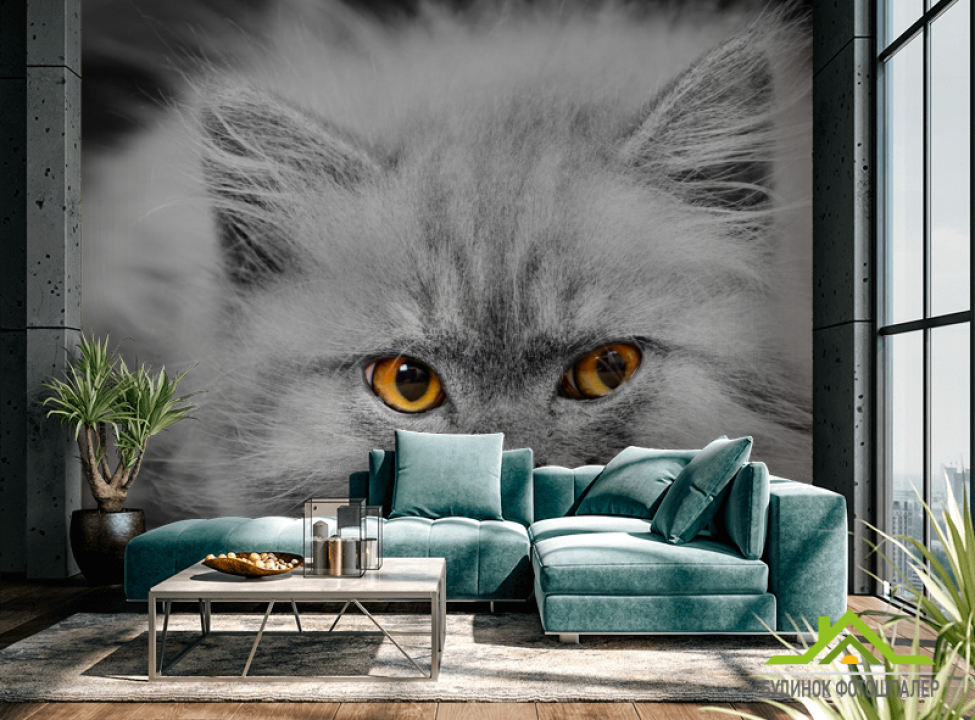 выбрать Фотообои Серый котенок Каталог фотообоев на стену