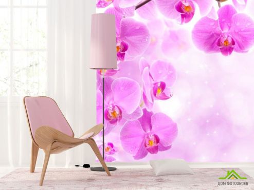 выбрать Фотошпалери Лілова орхідея Фотошпалери Фотошпалери Орхідеї: фото, квадратна  на стіну
