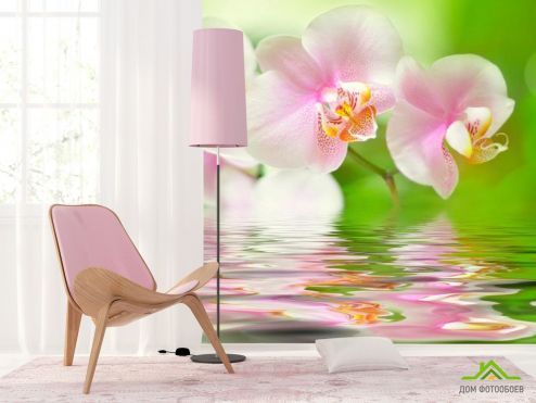 выбрать Фотообои Орхидеи розово-белые Фотообои Фотообои Цветы: квадратная, фото ориентация на стену