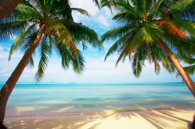 Фотообои Две пальмы, пляж